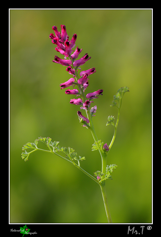 Fumaria officinalis